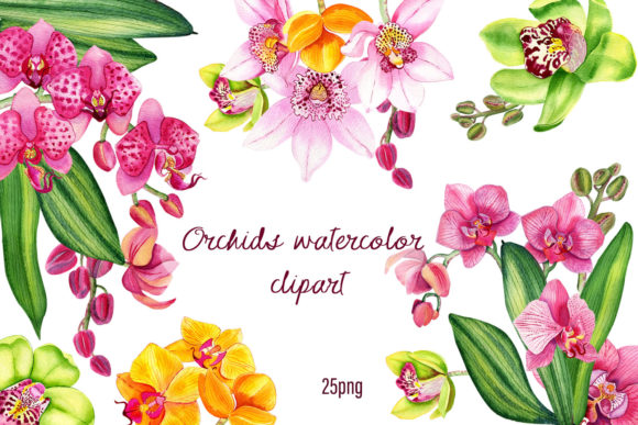 Orchids Clipart Tropical Watercolor for Illustrations